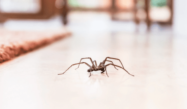 Las arañas usualmente se alimentan de otros insectos que pueden ser portadores de enfermedades.