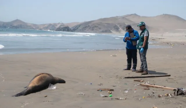 Serfor realiza talleres con las principales municipalidades del litoral limeño a fin de informar acerca del varamiento de fauna marina. Foto: Serfor   