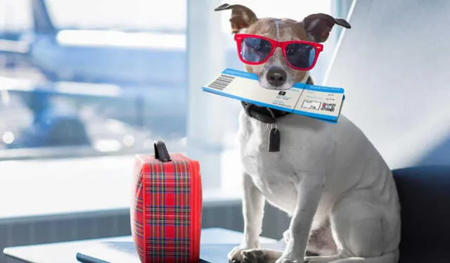  Conoce cuáles son los requisitos que piden para viajar con tu mascota fuera del país. Foto: El Popular   