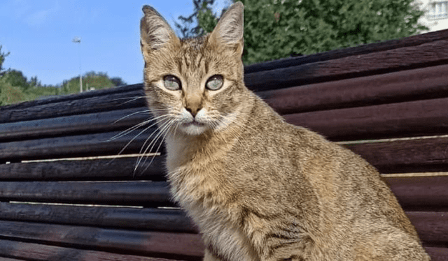 El corte o muesca en las orejas de algunos gatos callejeros los realiza el veterinario. Foto: La voz galicia    