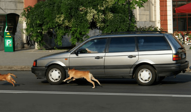 Los perros cuentan con ciertos motivos para ladrar a los autos. Foto: captura YouTube/Carlos Here   