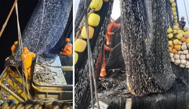 Decenas de pescadores industriales difundieron vídeos e imágenes donde se observa el exceso de pesca juvenil de anchoveta. Foto: Radar Pesquero - Chimbote   