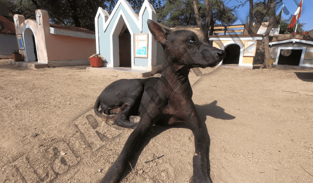  En el Museo de Sitio de Túcume, viven ocho perros peruanos sin pelo. Foto: Clinton Medina/La República    