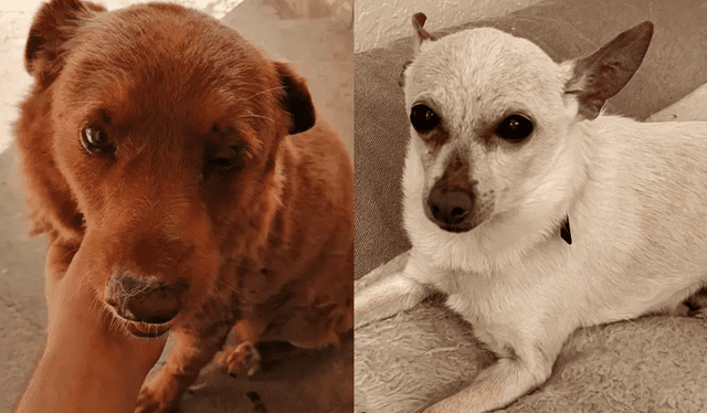 A la derecha, Spike, el perro que mantuvo el récord del can más longevo vivo, hasta que llegó Bobi (en la izquierda). El cruce de chihuahua parece mirarlo con 'rabia'. Foto: composición LR/Récord Guinness   