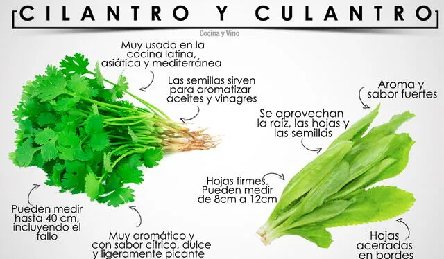 Estas son las diferencias entre el cilantro y el culantro. Foto: cocinayvino   