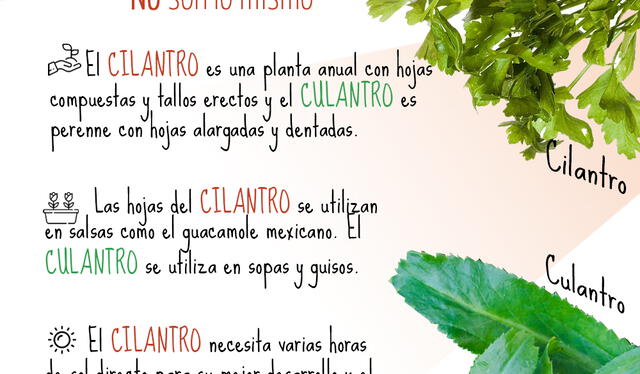 Diferencias entre Culantro y Cilantro. Foto: entresemillas 