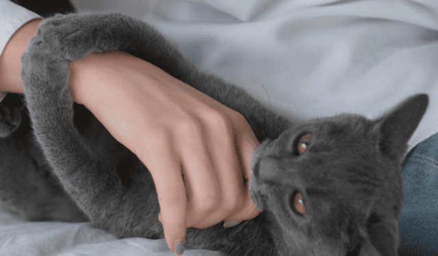 Los felinos demuestran su cariño a través de mordidas ligeras. Foto: Experto Animal   