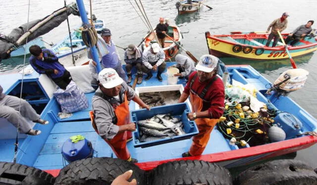  36.771 pescadores formales recibirán de manera única y extraordinaria el importe de S/500. Foto: Andina   