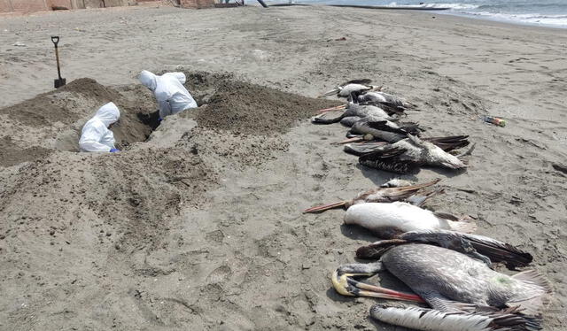  Cadáveres de pelícanos muertos en una playa al sur de Lima antes de ser enterrados en la arena. Foto: Sernanp   