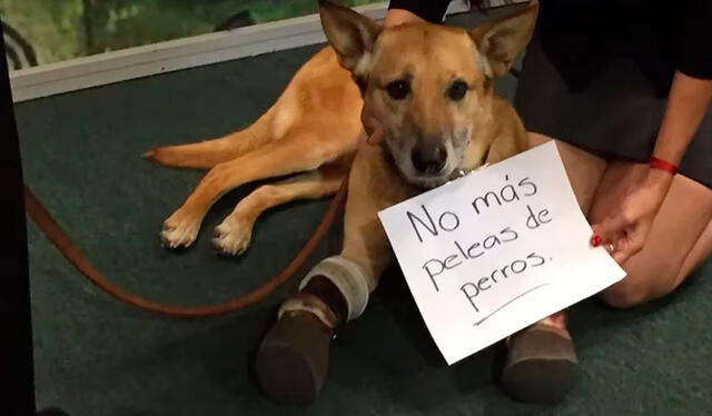  ‘Pay de Limón’ se manifiesta en contra de las peleas de perros. Foto: Milagros Caninos    