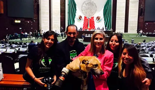  ‘Pay de Limón’ fue el primer perro en ingresar a la Cámara de Diputados. Foto: Milagros Caninos  