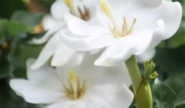 Las flores blancas representan la pureza. Foto: @HistoriasEnVerde/Instagram   