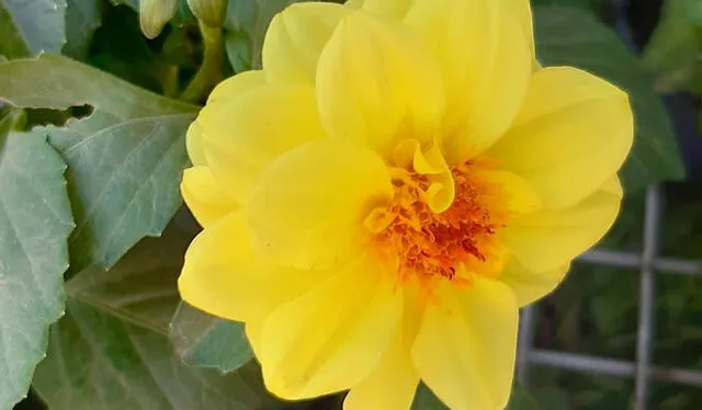 Las flores amarillas se suelen dar en la primavera. Foto: @FloresAmarillas202/Instagram   