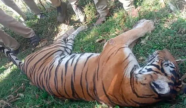  El tigre de 9 años fue encontrado cerca de la Puerta Nanachi de la reserva Nagarahole. Foto: Clarín    