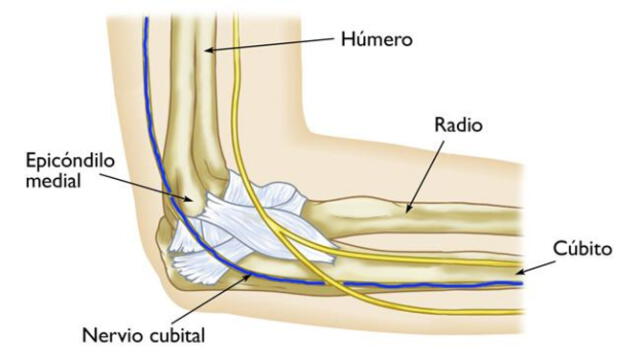 El nervio cubital parte de las cervicales y se extiende hasta el dedo meñique de la mano. Foto: Orthoinfo    