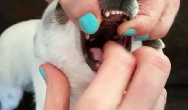 Exsiten métodos que facilitan que los perros puedan tomar pastillas. Foto: captura de Youtube   
