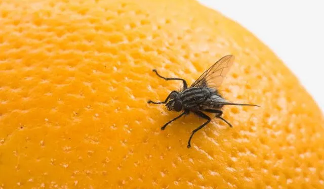 ¿Cuánto tiempo puede llegar a vivir una mosca? Foto: El huffpost  