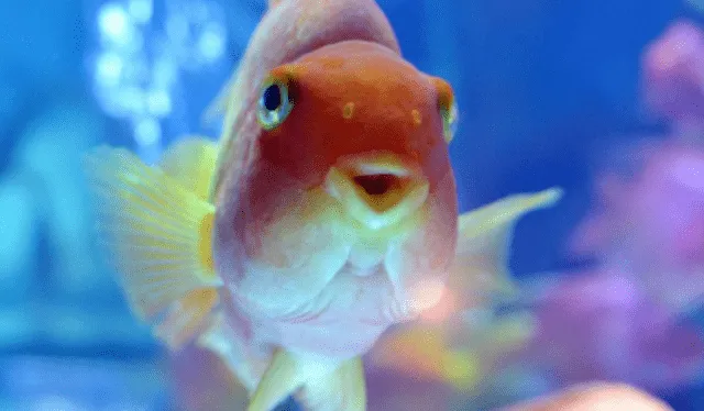 Los peces dorados aparecen en los sueños cuando la persona está experimentando sentimientos de alegría. Foto: AFP 