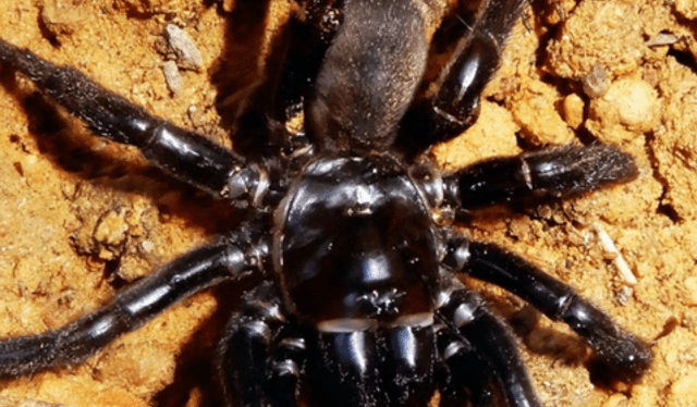Soñar con arañas negras significa que la persona está afrontando problemas personales. Foto: AFP   