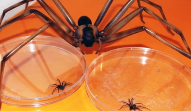 Soñar que te pican arañas se vinculan a que una persona está haciendo frente a diferentes conflictos. Foto: Andina   