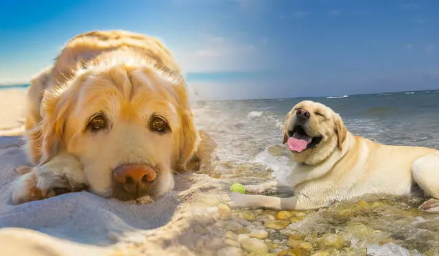 Expertos aseguran que el perro debe ir a la playa acompañado de su amo: Foto: composición LR/Caminandog   