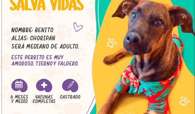  Buscan familia responsable que adopte a Choripan. Flyer: SOS Rescate   