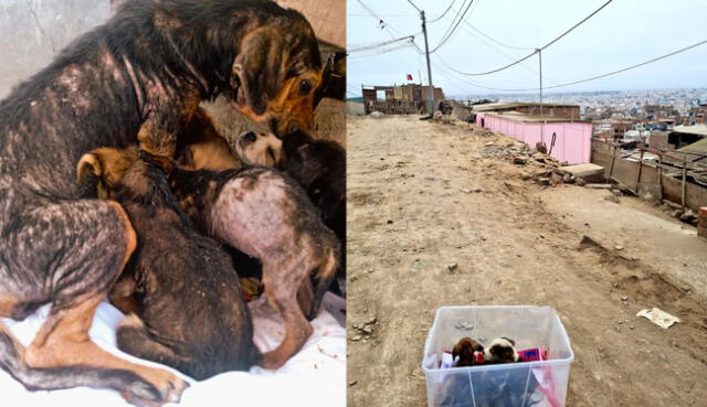  Siete cachorros fueron hallados en un cerro en Chorrillos, en octubre de 2022. Composición: LR / Fotos: SOS Rescate   