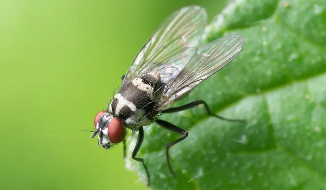 Las moscas son insectos voladores. Foto: AFP    