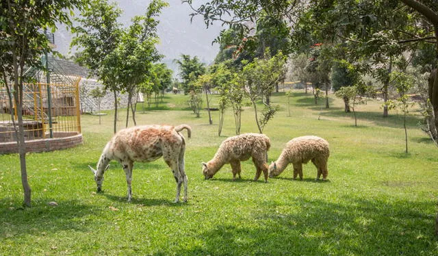  En Las Gambusinas se puede observar animales de la sierra, como llamas y alpacas. Foto: Club Las Gambusinas    