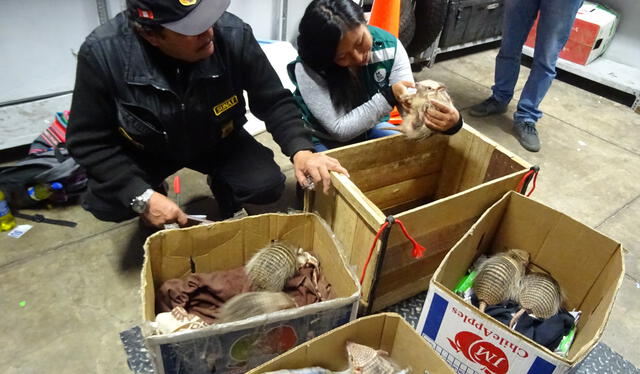  El tráfico ilegal de animales silvestres es considerado crimen organizado en la ley peruana desde 2022. Foto: Serfor   