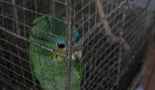  Los loros son de las especies de aves más decomisadas por tráfico ilegal. Foto: Serfor   