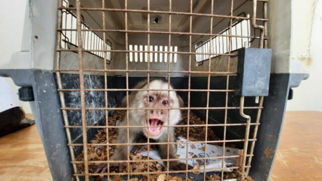  Mono rescatado en Lambayeque, en 2022. Foto: Serfor   