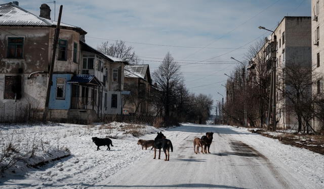  Perros callejeros son envenenados en ciudades de la frontera. Foto: AFP    