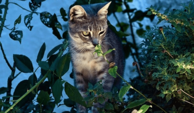 Los ancestros de los gatos se caraterizaron por ser animales no sociales. Foto: AFP   