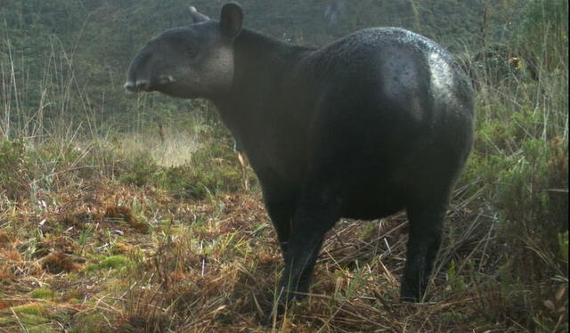 El Tapir Andino es otra especie que se ubica en Piura. Foto: La República   