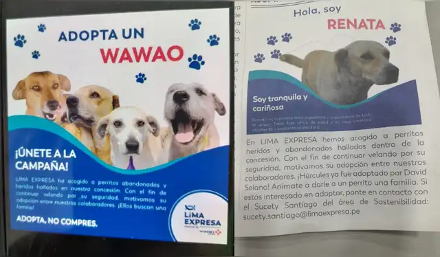 Los vecinos sospechan de Lima Expresa porque hace unos meses buscaba que alguien adopte a los canes. Foto: cortesía   