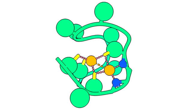  Representación por computadora del péptido Nickelback. Se muestran sus átomos de niquel (amarillo) unidos por átomos de nitrógeno (azul). Imagen: Laboratorio Nanda    