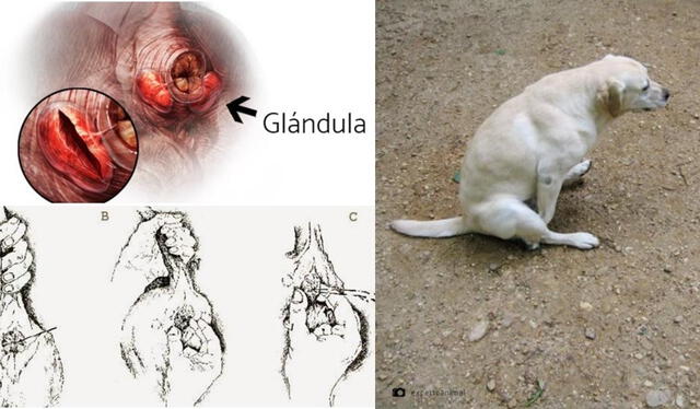 Los perros cuentan con glándulas cerca del recto que almacenan ciertas sustancias. Foto: composición LR/Experto Animal/difusión   