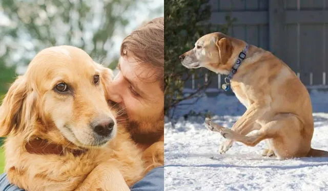 Que los perros se arrastren sobre sus traseros también puede corresponder a un comportamiento aprendido. Foto: composición LR/Freepik/Experto Animal   
