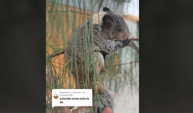  Ardilla bebé logró recuperarse. Foto: Esteban Atoche-TikTok<br>   