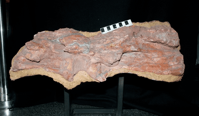Huesos del cuello del Mamenchisaurus sinocanadorum, usados para estimar el largo total. Foto: Paul Barrett   
