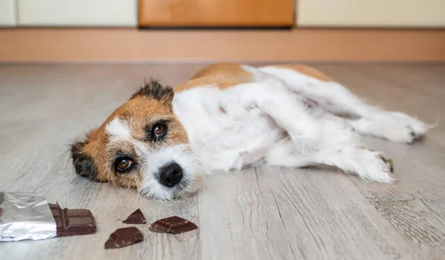  No es bueno darle chocolate a tus perros, sobre todo, en grandes cantidades. Foto: El Tiempo   