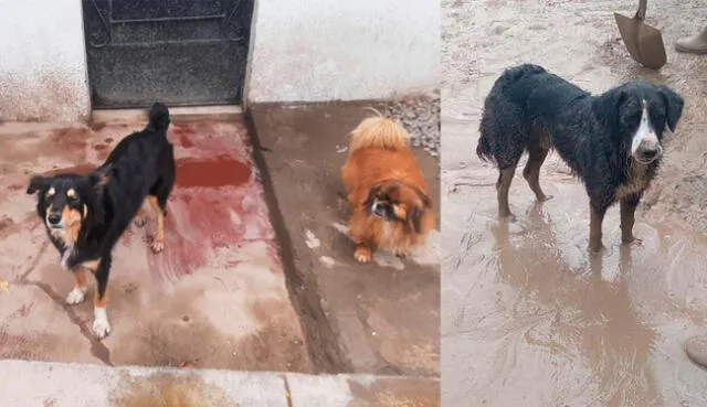  El grupo de 20 jóvenes busca apoyo para perros de las casas afectadas por huaicos en Ñaña y también perros de las calles. Fotos: Sara Ramírez / Cortesía   