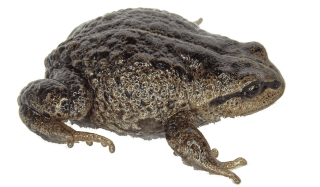  Parte posterior de la Phrynopus apumantarum. Foto: Luis Alberto Garcia Ayachi    