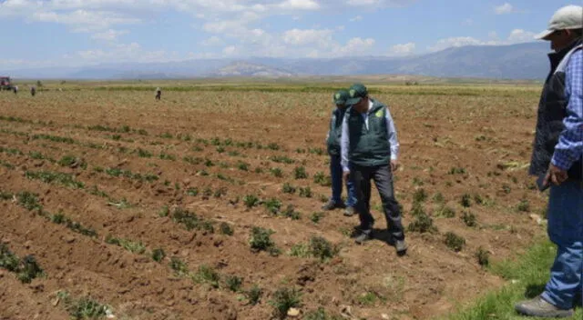  El productor agrario tiene hasta el 31 de marzo de 2023 para cobrar el subsidio que le corresponde. Foto: Andina   