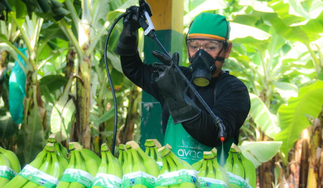 La cadena productiva del banano orgánico es una de las principales actividades económicas de Sullana. Foto: La República   