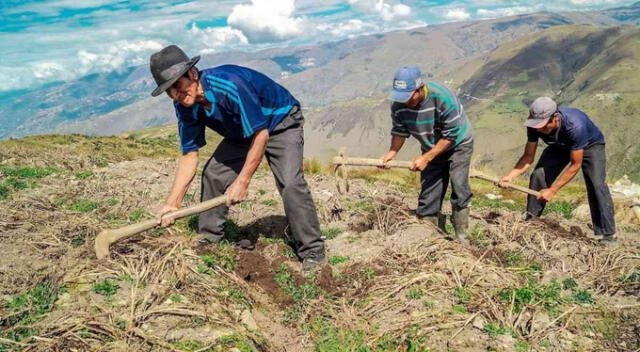  Bono Agrario de 350 soles: consulta si accedes al subsidio del Estado. Foto: difusión 