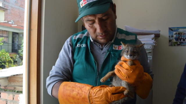  El animal es una cría de zorro costeño. Foto: Serfor   