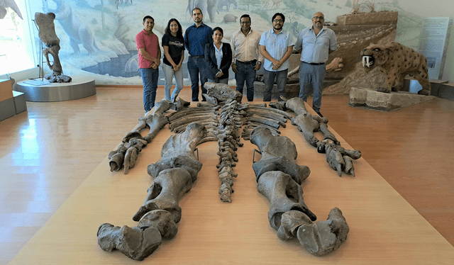  Esqueleto expuesto en el Museo Paleontológico Megaterio. Foto: MPM / Facebook    