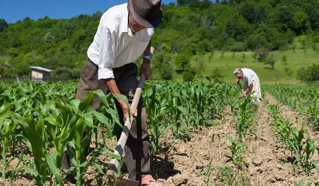  Midagri identificó a 205.208 agricultores perjudicados por la falta de precipitaciones pluviales. Foto: Andina   